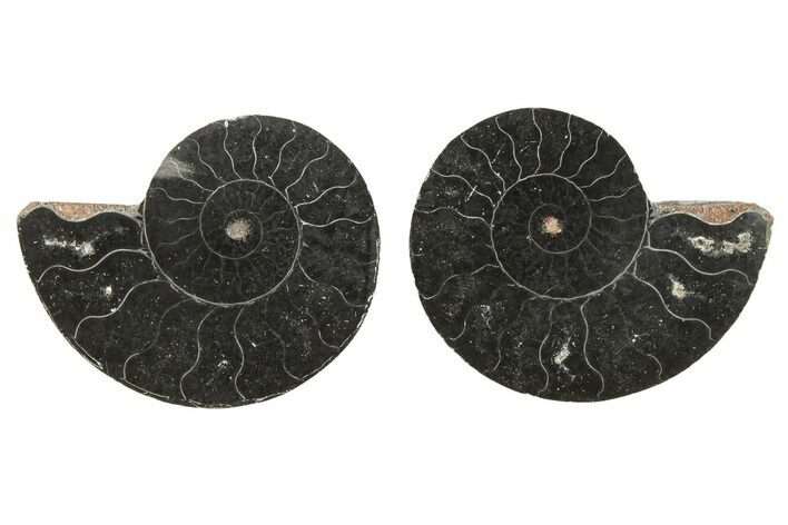 Black, Cut & Polished, Ammonite Fossils - 2 to 2 1/2" Size - Photo 1